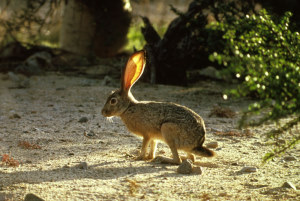 Photo of a black-tailed jackrabbit