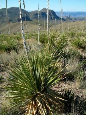 photo of sotol