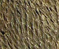 Close-up view of the texture created by cordmarks on an ancient pot