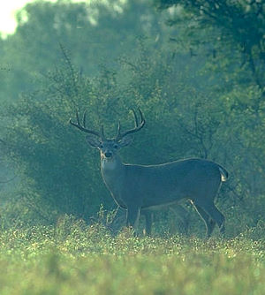 deer-TPWD