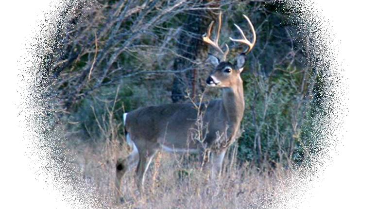 Deer