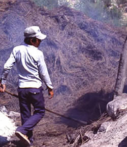 photo of a worker forking candelilla into the fire pit