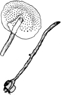 drawing of a skimmer 